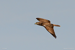 Foto di Poiana in volo