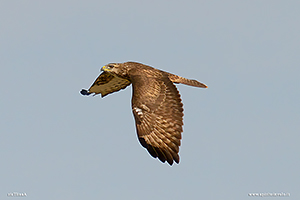 Foto di Poiana in volo