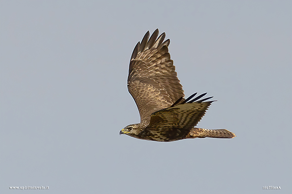 Foto di Poiana in volo