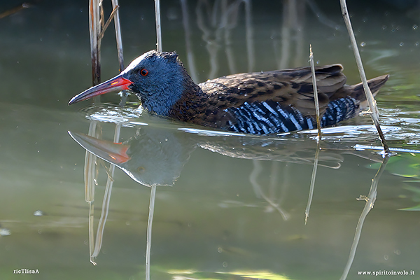 Porciglione in acqua