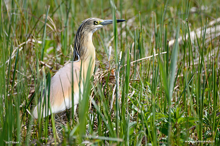 Foto di Sgarza ciuffetto tra le canne