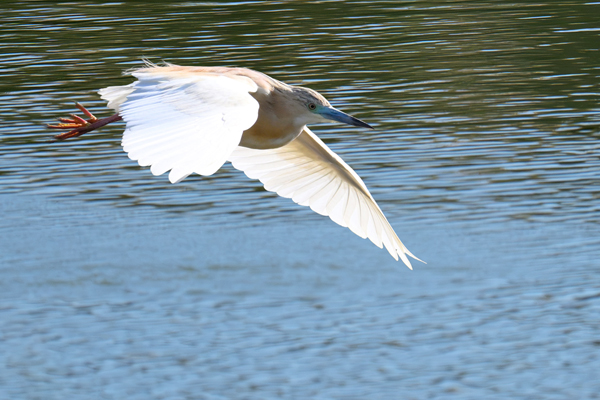 Sgarza ciuffetto in volo sull'acqua
