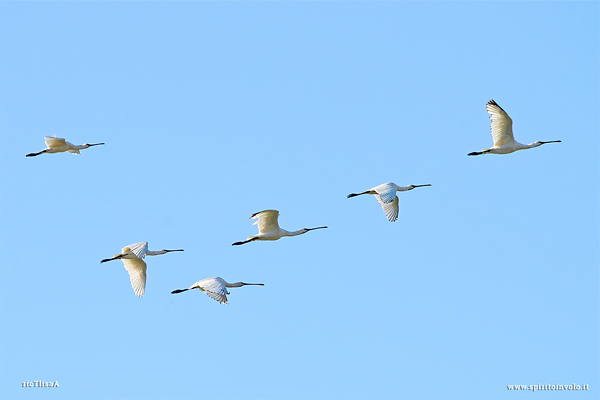 Fotografia di gruppo di Spatola in volo