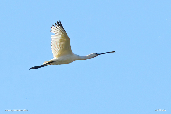 Fotografia di Spatola in volo