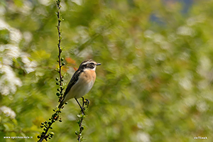 photos Whinchat