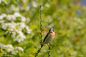 photos Whinchat