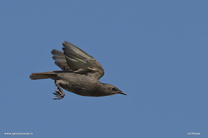 Fotografia di giovane Storno in volo