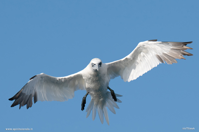 Sula bassana vista di fronte con ali aperte