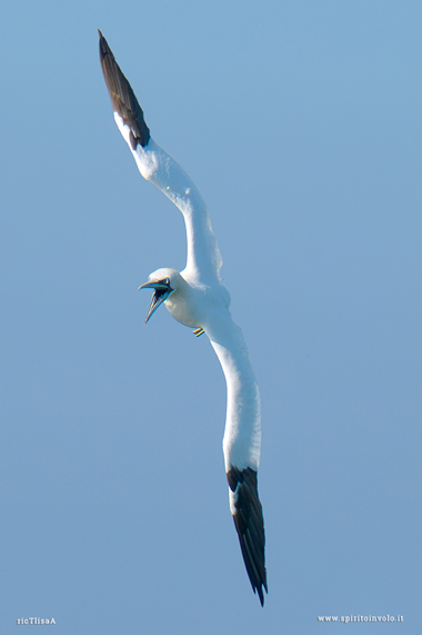 Sula bassana con ali e becco aperti