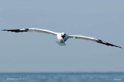 Sula bassana vistra frontale con becco spalancato