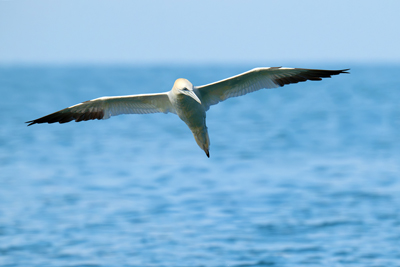 Sula bassana con ali aperte sopra il mare