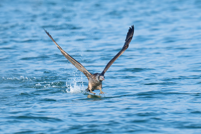 Giovane di Sula bassana si invola dall'acqua