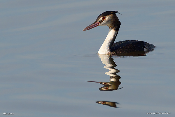 Fotografia di Svasso maggiore che nuota in un lago