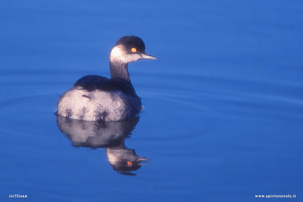 Fotografia di Svasso piccolo che nuota in un lago