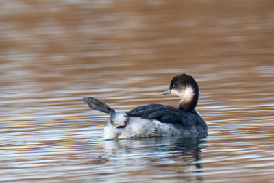  Svasso piccolo visto da dietro