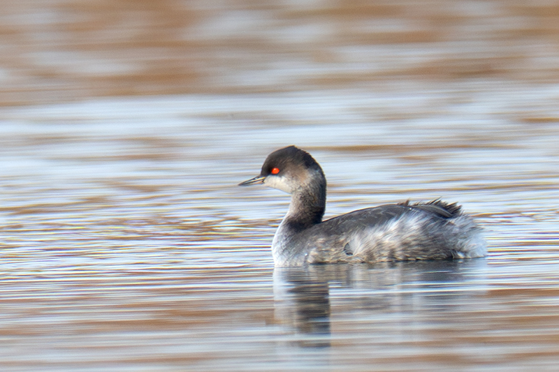 Svasso piccolo che nuota nello stagno