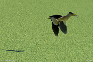 Foto di Tarabusino in volo con pesce nel becco