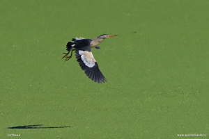 Foto di Tarabusino in volo con pesce nel becco