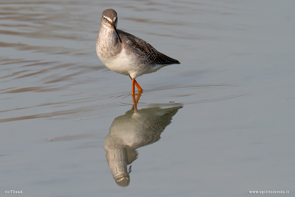 Totano moro visto di fronte