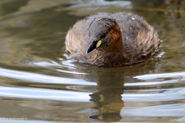 Fotografia di Tuffetto in acqua