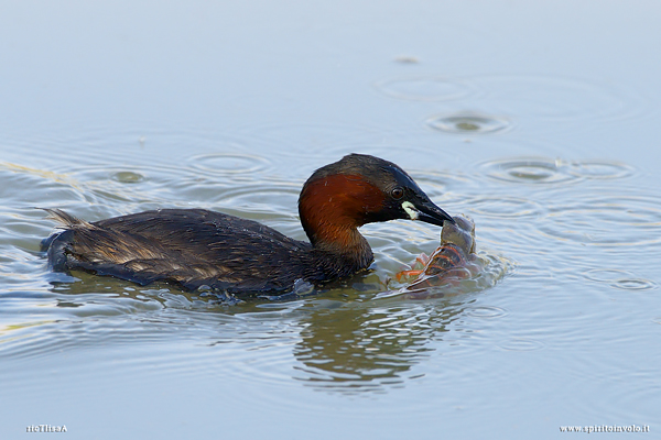 Tuffetto con gambero di fiume