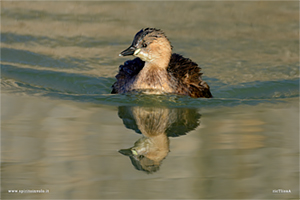 Fotografia di Tuffetto in acqua