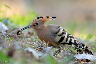 Upupa eurasiatica con preda nel becco