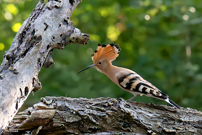 Upupa eurasiatica con cresta alzata