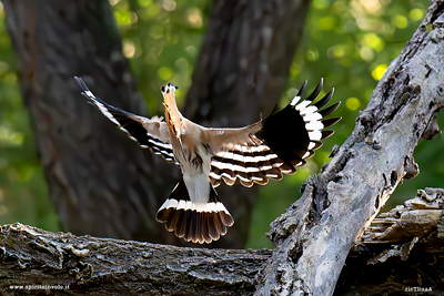 Upupa eurasiatica in volo