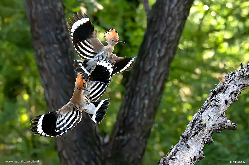  Coppia di Upupa in volo nel bosco