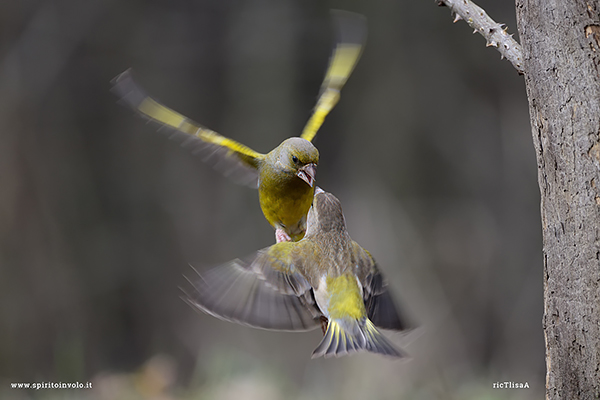 Fotografia di coppia di Verdone in volo mentre litigano