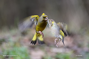 Fotografia di coppia di Verdone in volo mentre litigano