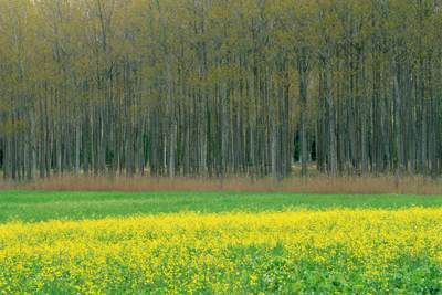 Prati in fiore e bosco in Toscana