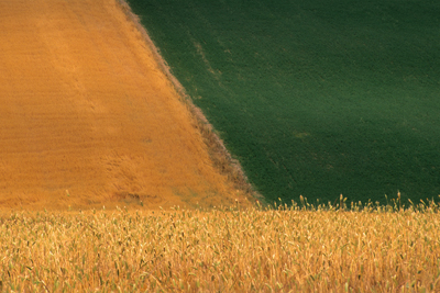 Campi di grano in Toscana
