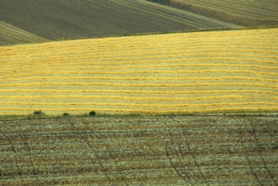Campi e mietitura in Toscana