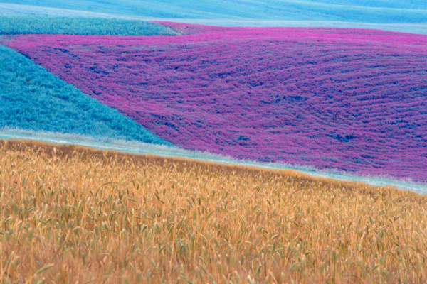 Campi coltivati nella campagna Toscana