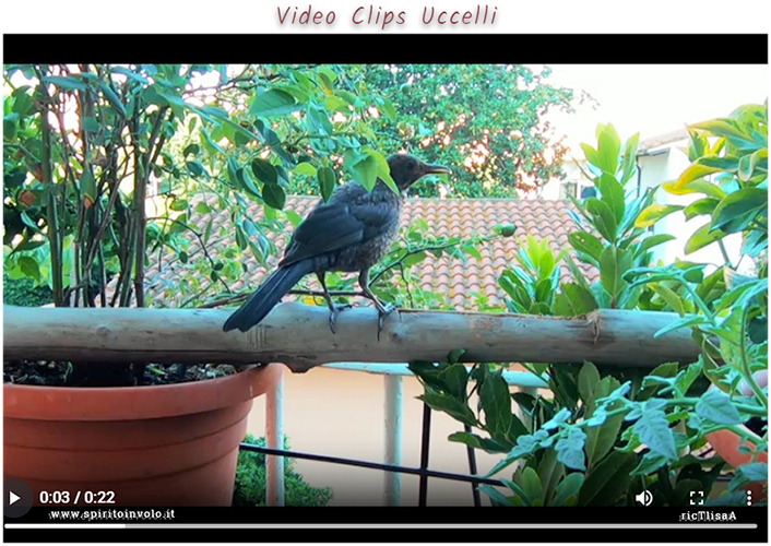 Video di uccellini in terrazzo
