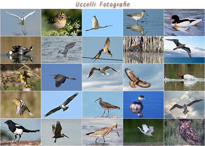 Miscellanea di fotografie di uccelli