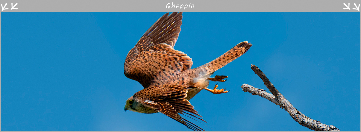 Uccelli Gheppio in volo