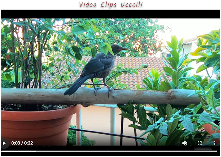 Video di uccellini in terrazzo