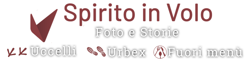 Fotografie e storie di uccelli e urbex di Riccardo Troiani