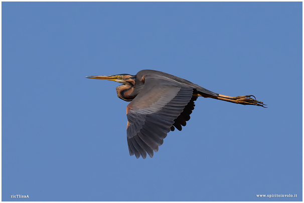 Red Heron
