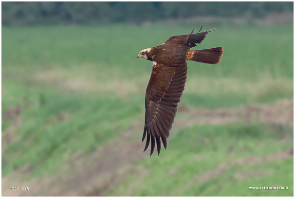 Falco di palude in volo sul campo