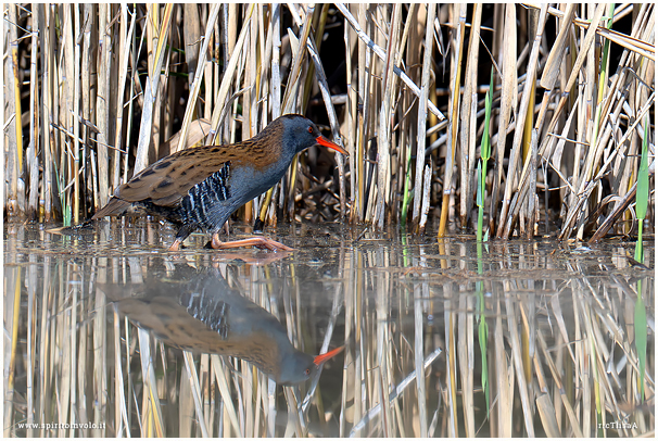 Brown-cheeked Rail