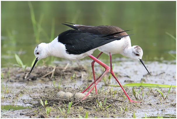 Black-winged Stilt