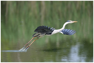 Airone cenerino spicca il volo