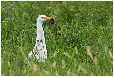 Airone guardabuoi con bruco nel becco