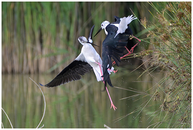 Lite tra due coppie di Cavalieri d'Italia