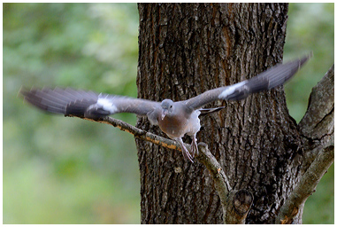 Fotografia di Colombaccio mentre spicca il volo