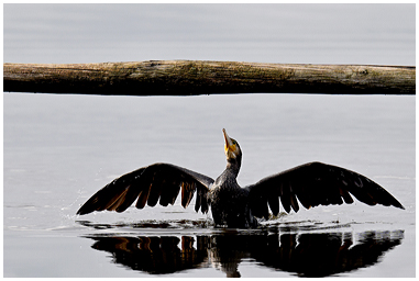 Cormorano sul posatoio